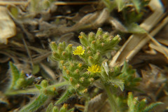 Nanothamnus sericeus